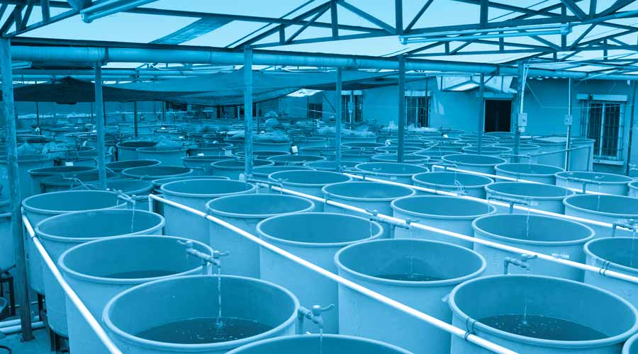 Environmental services to the fish farming communities