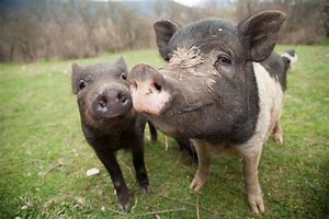 Swine Farm