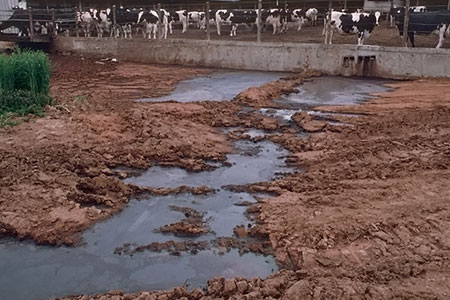 Water Livestock